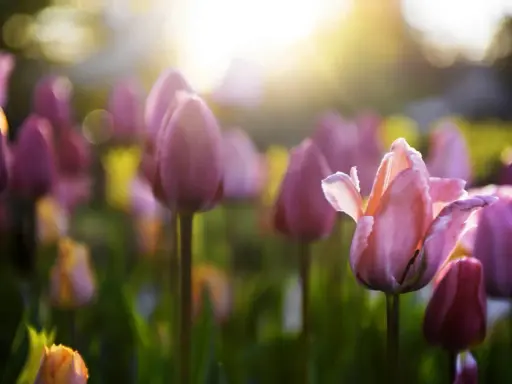 Champ de tulipes roses et violettes baigné par la lumière dorée du soleil, annonçant le retour des fleurs de printemps.