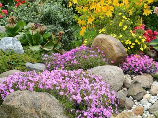 Rocaille fleurie avec des phlox roses, des azalées jaunes et des rochers.