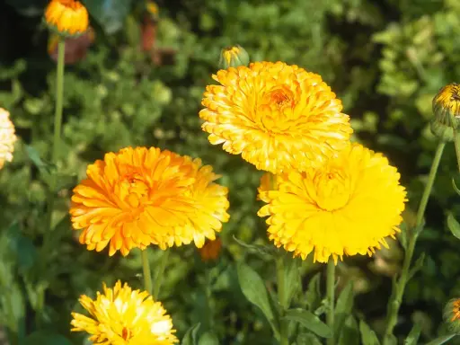 Plusieurs soucis fleur aux teintes orangées et jaunes éclatantes s'épanouissent dans un jardin verdoyant.