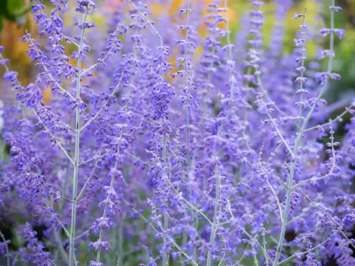 Des fleurs violettes de sauge d'Afghanistan s'élèvent, créant un tapis de couleur douce.
