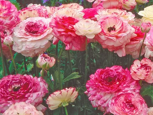 Un bouquet de renoncules aux pétales roses et blancs, certaines avec des touches de fuchsia, évoque un jardin printanier.