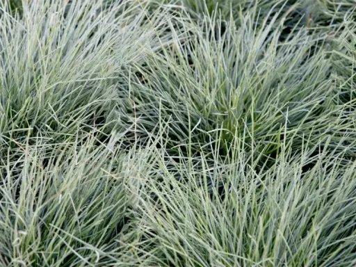 Gros plan sur des touffes d'herbe bleu-vert aux fines feuilles dressées.