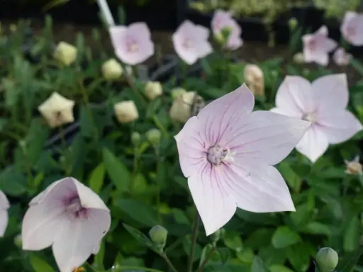 Fleurs d'été roses et blanches, en forme d'étoile, avec des veines violettes, épanouies dans un jardin verdoyant.