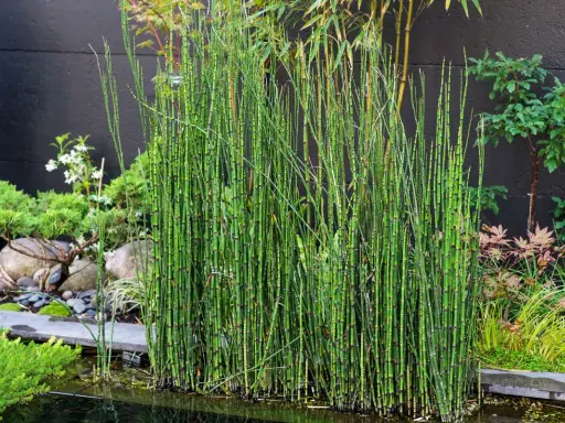 Un bouquet de prêle du Japon, aux tiges vertes segmentées, borde un étang dans un jardin zen.