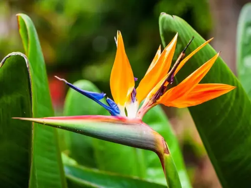 Fleur d'oiseaux du paradis aux couleurs vives, orange, bleu et verte, se détachant sur un fond de feuilles luxuriantes.