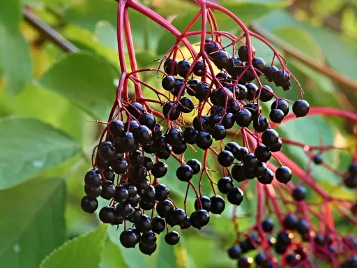 Grappes de baies noires de sureau, prêtes à être transformées en purin de sureau, sur des tiges rouges et des feuilles vertes.