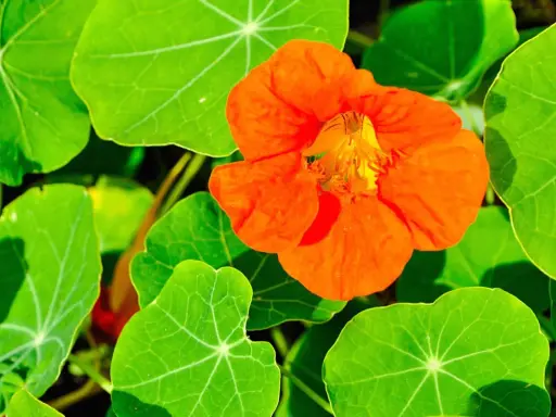 Une fleur orange vif de capucine grimpante s'épanouit parmi ses grandes feuilles vertes.