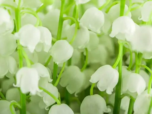 Un bouquet de muguet blanc, prêt à replanter. Ses clochettes délicates évoquent le printemps et le renouveau.