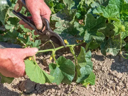 Main d'un jardinier coupant une tige de melon avec des cisailles. La taille du melon est essentielle pour une bonne croissance.