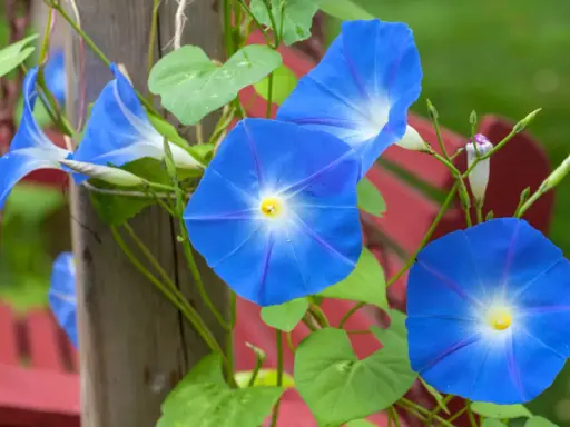 Des ipomées volubilis bleues éclatantes grimpent sur un poteau en bois, leurs trompettes s'ouvrant vers le soleil.