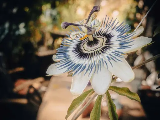 Une bouture passiflore, fleur exotique aux pétales blancs et filaments bleus et violets, s'épanouit dans un jardin.
