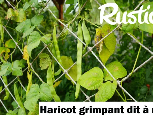 Haricot grimpant dit à rame, ses longues gousses vertes s'accrochent à un filet, promettant une récolte abondante.