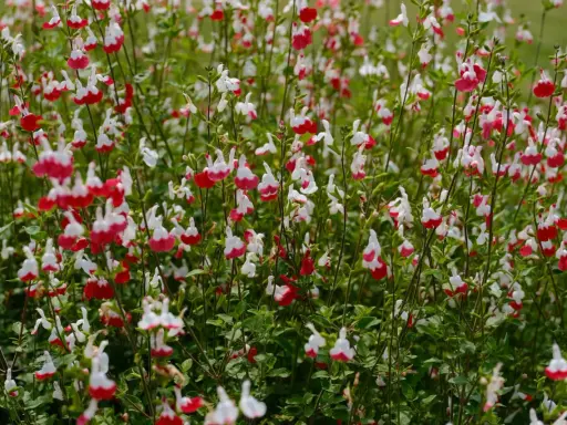 Un parterre de sauge arbustive aux fleurs bicolores rouge et blanc, créant un tapis coloré.