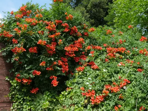 Un mur de bois patiné côtoie une bignone luxuriante, ses fleurs orange vif formant une cascade éclatante. La taille de cette bignone est impressionnante.