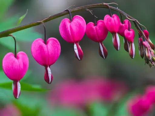 Des cœurs de Marie roses, en forme de goutte, pendent d'une tige. Leurs pétales blancs contrastent avec le rose vif.