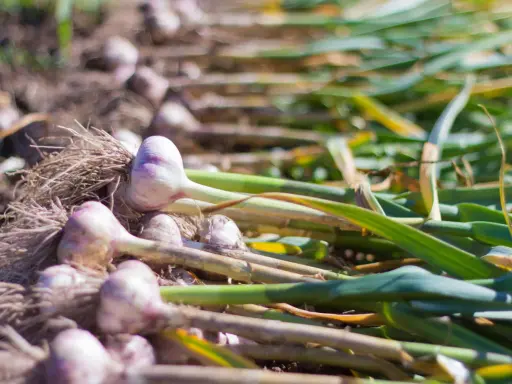 Des têtes d'ail fraîchement récoltées, avec leurs racines et leurs tiges vertes, sont alignées sur le sol. Une belle récolte prête à planter.