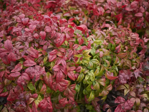 Feuillage dense de bambou sacré, mêlant des teintes rouges flamboyantes à des verts plus discrets, évoquant la beauté de la nature.
