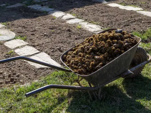Brouette remplie de fumier de cheval, prête à fertiliser le potager. Le chemin de dalles de pierre serpente dans la terre labourée.