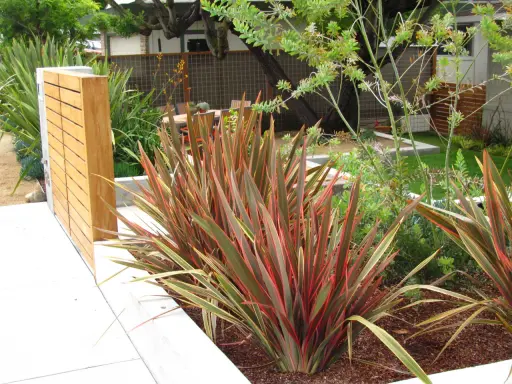 Plantes de lin de Nouvelle-Zélande aux feuilles rouges et vertes, près d'un mur en bois moderne.