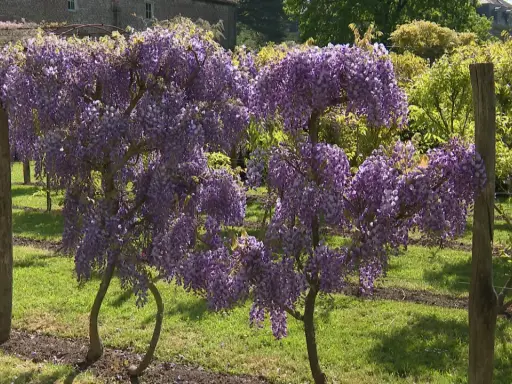 Magnifique glycine arbre en pleine floraison, ses grappes violettes tombent en cascade sur un tapis d'herbe verte.