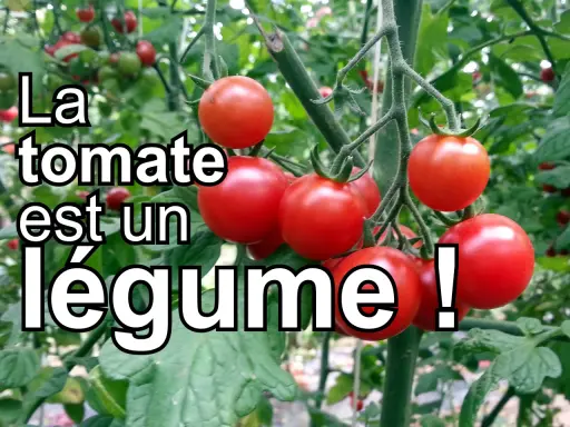 Grappe de tomates rouges mûres sur leur pied. La tomate est un légume, pas un fruit, selon la cuisine.