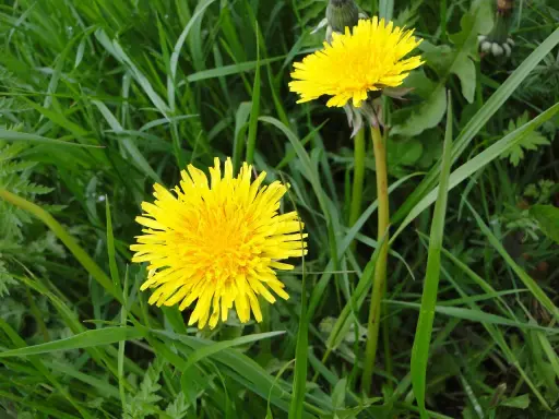 Deux pissenlits jaunes éclatants dans l'herbe verte.