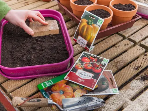 Préparation des semis de tomates. Une main tasse la terre dans un bac rose, entourée de sachets de graines et de petits pots.