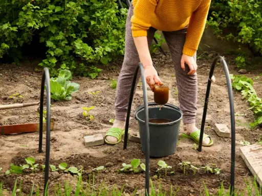 Une personne arrose des jeunes plants avec un liquide brun, probablement un engrais naturel, dans un potager.
