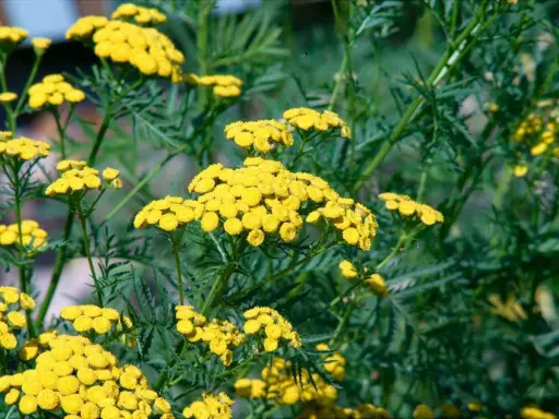Fleurs jaunes vives de tanaisie, une plante souvent utilisée pour son purin de tanaisie aux propriétés répulsives.