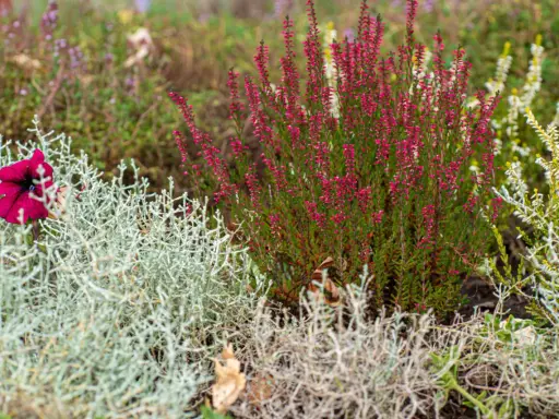 Plante de bruyère rose et fleur pourpre dans un jardin avec des plantes grises et vertes.