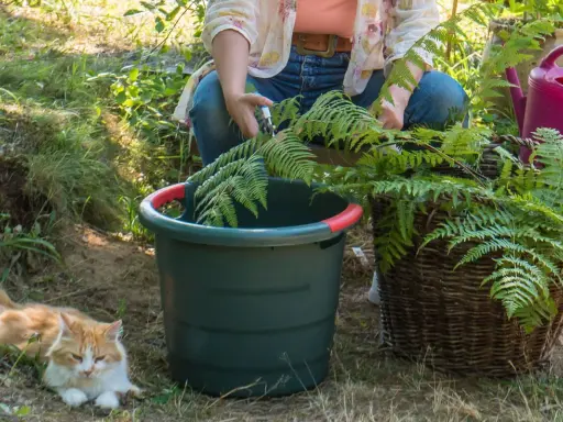 Préparation du purin de fougère. Une personne coupe des fougères près d'un seau vert et d'un panier en osier. Un chat roux se repose à proximité.