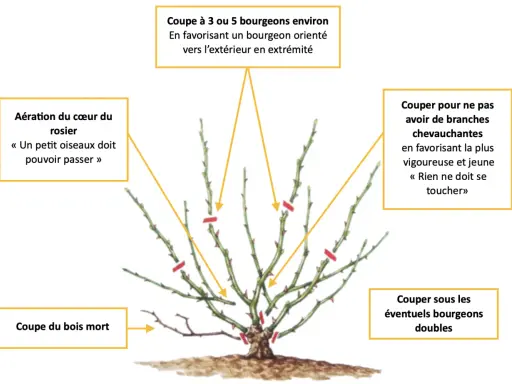 Illustration d'un rosier avec des indications de taille sur ses branches.