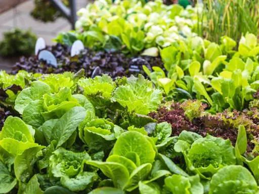 Des salades vertes et rouges prêtes à être plantées. Un assortiment coloré pour un potager gourmand.