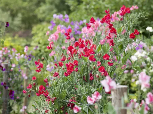 Un parterre de pois de senteur aux couleurs vives, rouges, roses, violettes et blanches, s'épanouit sous le soleil.
