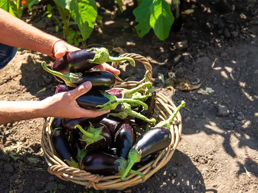 Mains remplies d'aubergines fraîchement cueillies, prêtes à être déposées dans un panier en osier. La récolte de la plant aubergine est abondante.