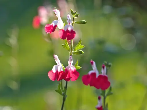Fleurs bicolores de sauge arbustive, rouge et blanc, sur fond vert flou.