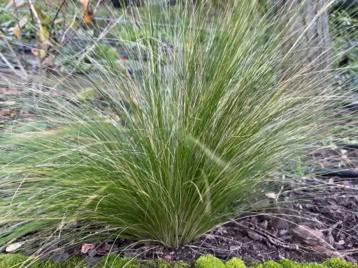 Une touffe d'herbe verte aux fines feuilles retombantes, comme des cheveux d'ange, pousse sur un sol couvert de mousse et de feuilles mortes.