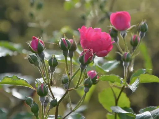Boutures de rosier en pleine croissance, avec des bourgeons verts et quelques fleurs roses écloses.