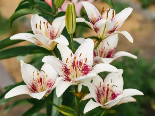 Un bouquet de lys asiatiques blancs aux pétales tachetés de pourpre, avec un bouton floral vert au centre.