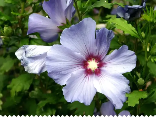 Fleurs d'hibiscus bleues et violettes, avec des détails sur l'entretien et la floraison.