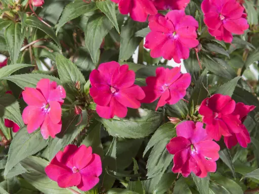 Un bouquet d'impatience fleur aux pétales vibrants de rose vif, entouré de feuilles vertes luxuriantes.