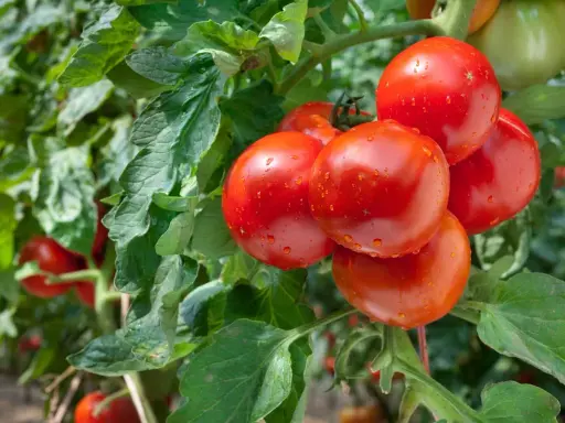 Grappe de tomates anciennes, rouges et juteuses, couvertes de gouttelettes d'eau, sur un plant verdoyant.