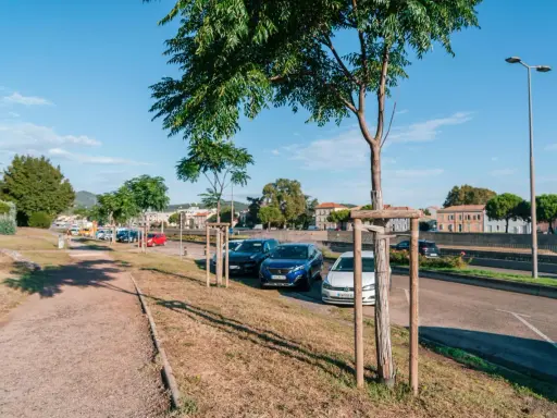 Un jeune arbre est soutenu par un tuteur en bois, prêt à grandir fort au bord d'une route ensoleillée.