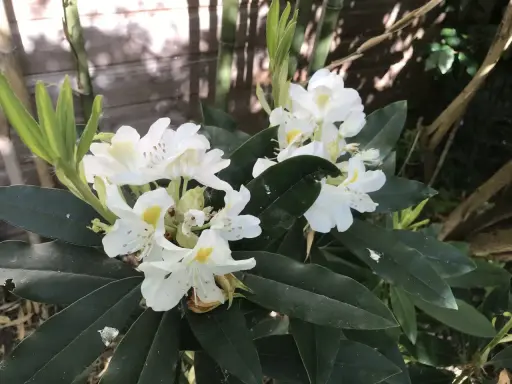 Gros plan sur des fleurs de rhododendron blanches avec des touches de jaune, sur fond de feuillage vert foncé et de bambou.
