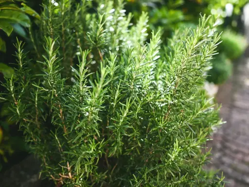 Gros plan sur un plant de romarin vert vif dans un jardin, avec des feuilles fines et des tiges.