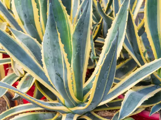 Gros plan sur une plante agave aux feuilles charnues, vertes et bleutées, bordées de jaune vif. Ses épines rouges ajoutent une touche de couleur.