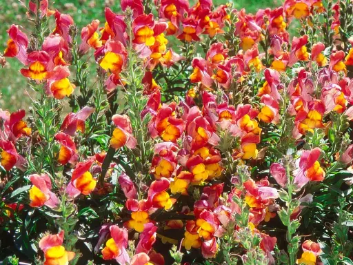 Un parterre de muflier fleur aux couleurs vives, mêlant le rose, le rouge et le jaune, illumine le jardin.