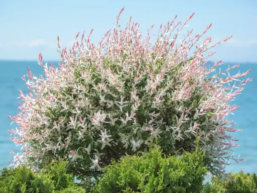 Saule crevette sur tige aux feuilles panachées de blanc et de rose, avec la mer en arrière-plan.