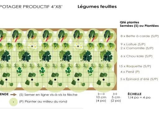 Tableau d'association de légumes pour un potager productif : laitues, bettes, chou kale, roquette, persil, épinards et camomille.