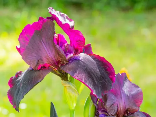 Magnifiques iris aux teintes sombres et fuchsia, prêts à être plantés pour embellir le jardin.